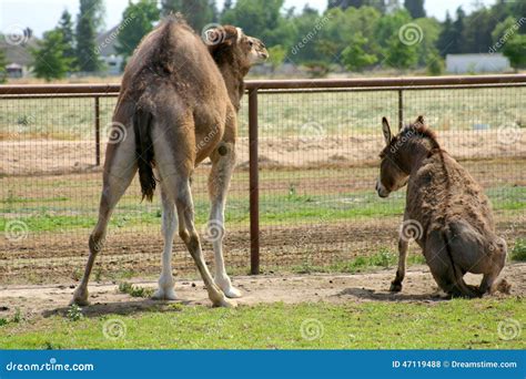 donkey vs camel